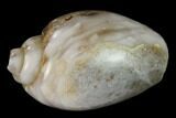 Polished, Chalcedony Replaced Gastropod Fossil - India #133524-1